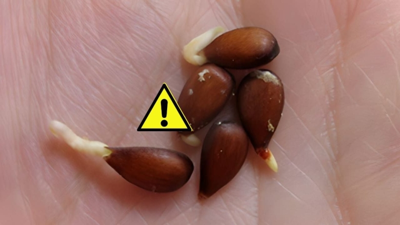 Яблоня семена пророщенные