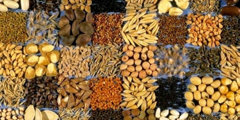 Семена культурных растений