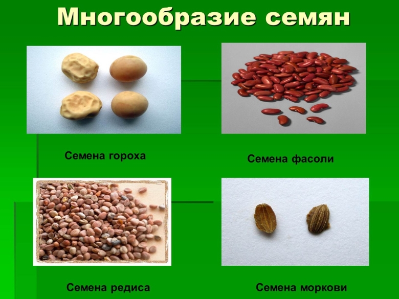 Разнообразие семян