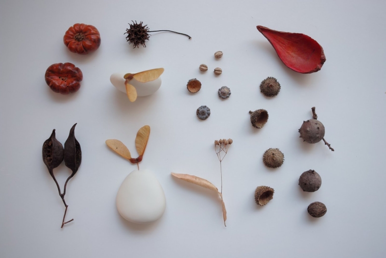 Семена различных растений