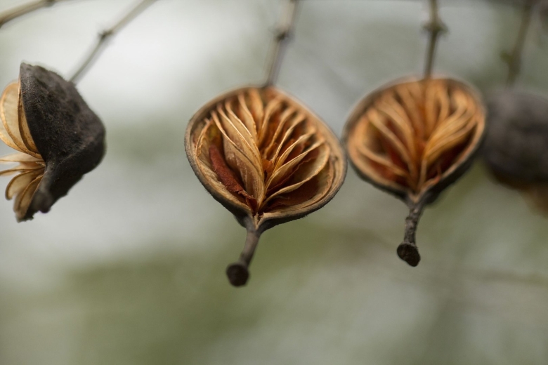 Семя ботаника