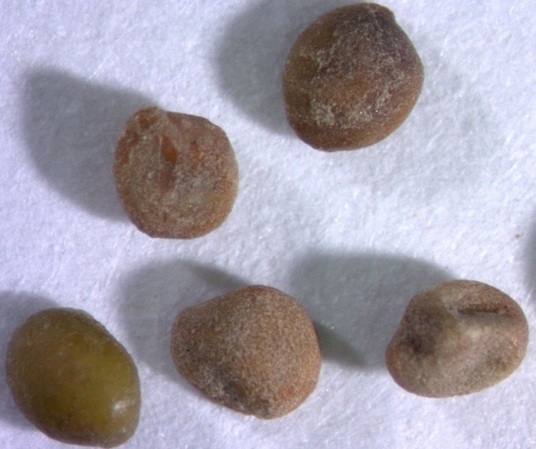 Повилика одностолбиковая