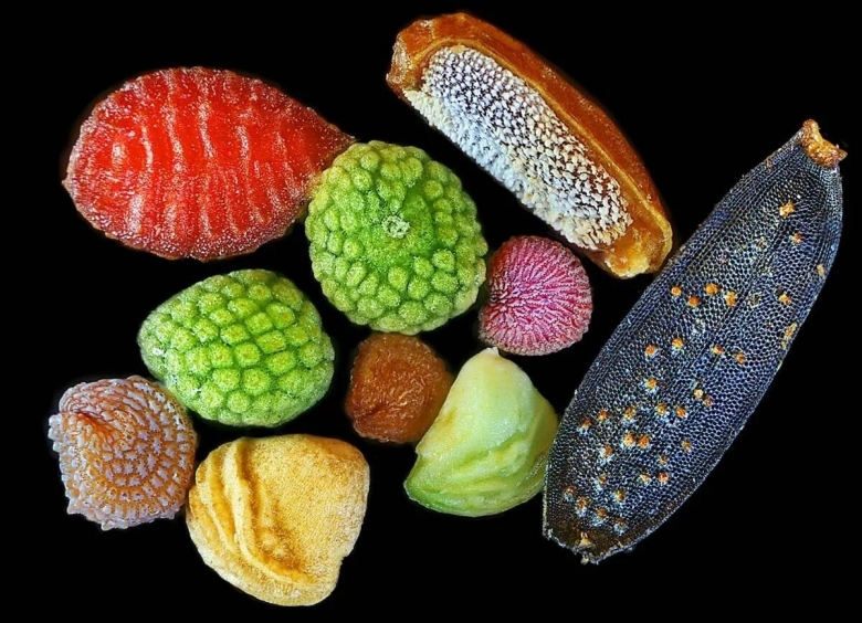 Необычные семена растений