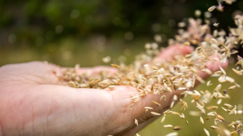 Летящие семена травы