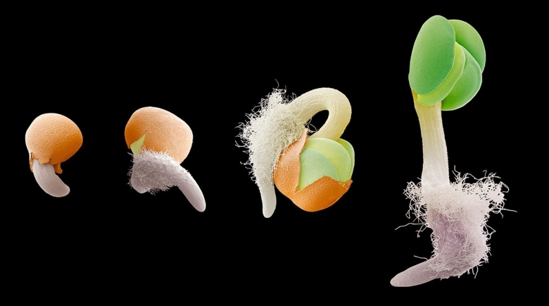 Прорастание семян