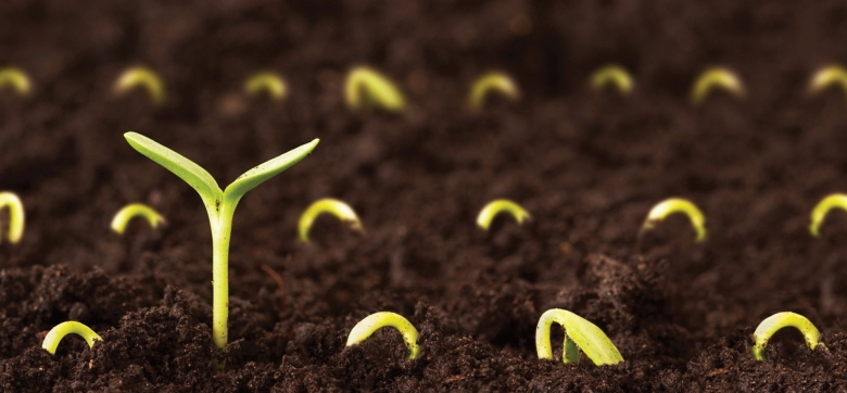 Селекционные категории семян