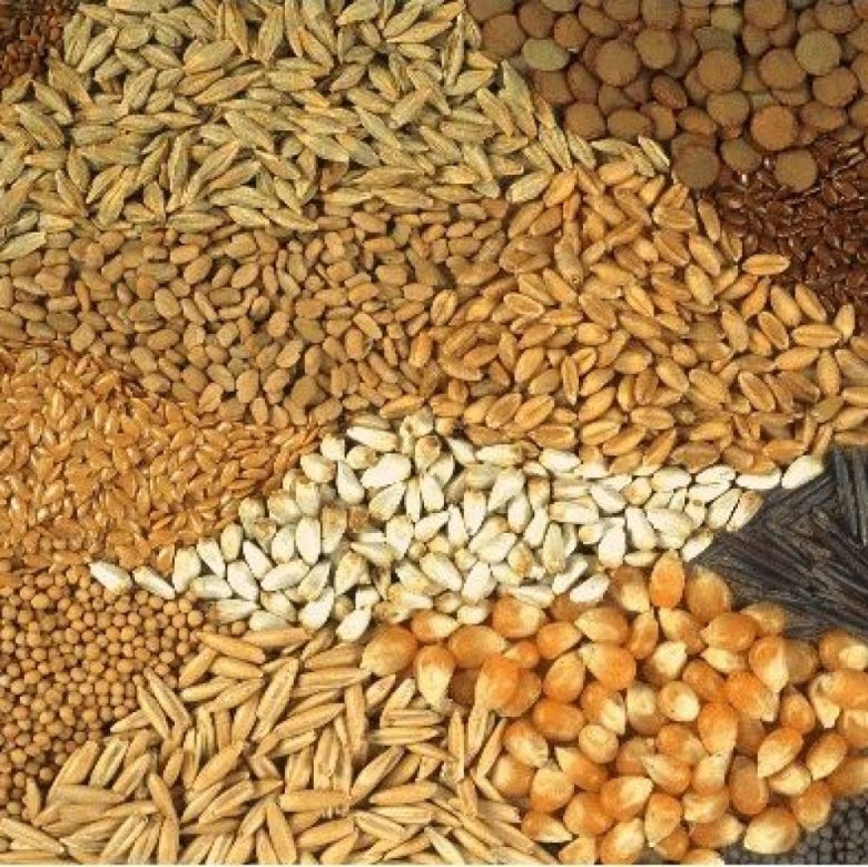 Зерновые и зернобобовые культуры