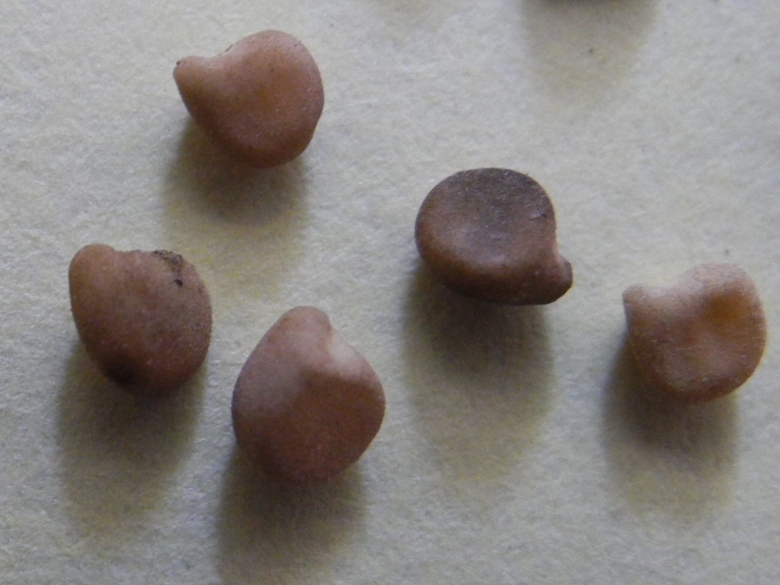 Повилика европейская семена