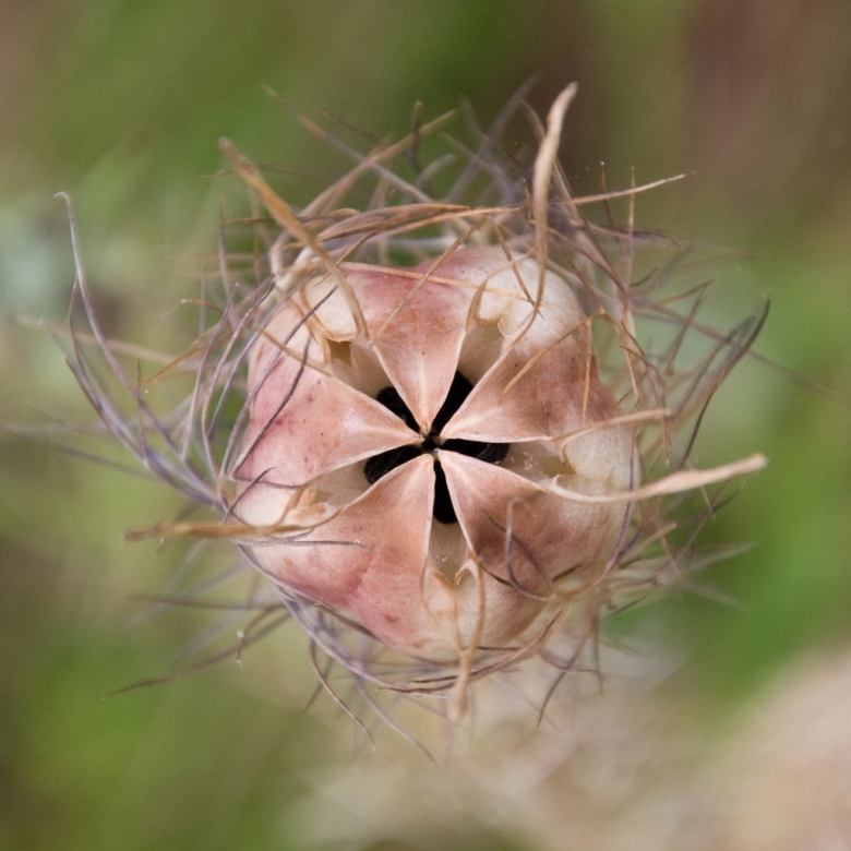 Нигелла Black pod