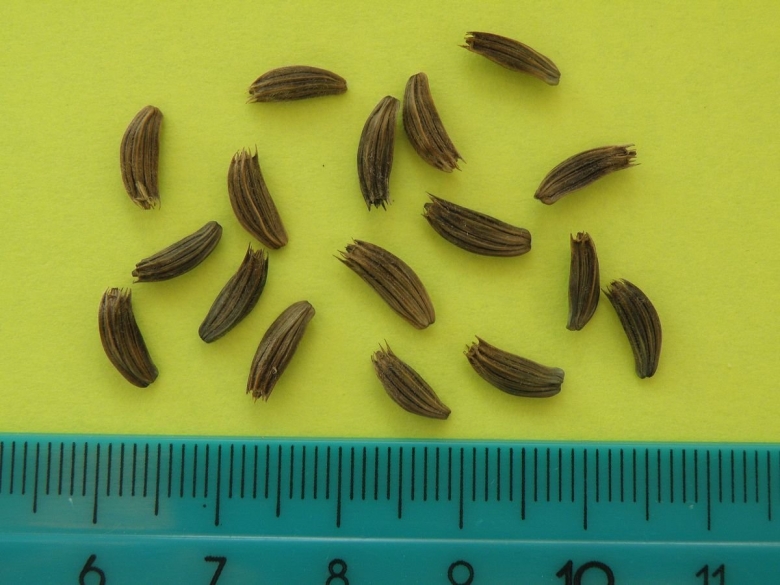 Семена головчатки