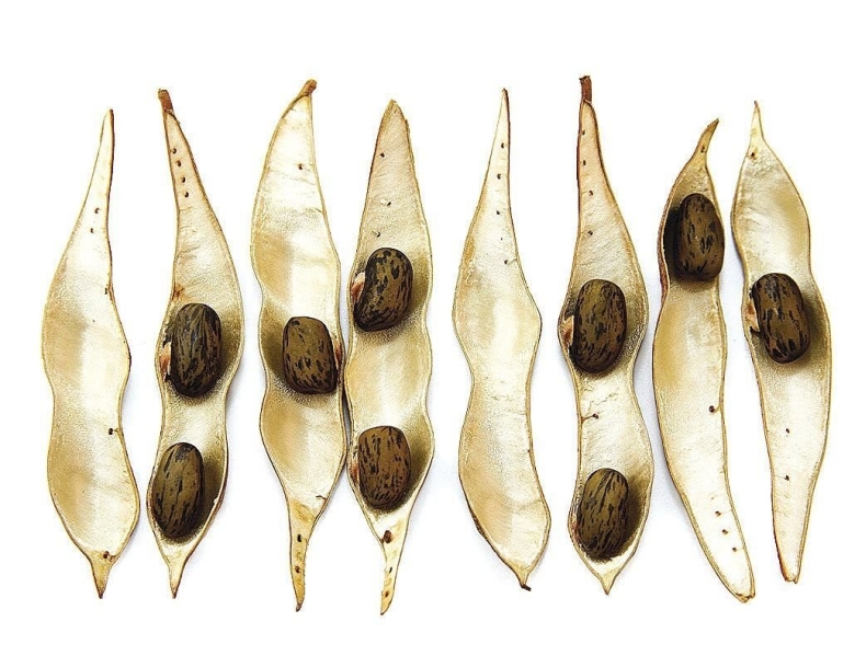 Семена цветов в стручках