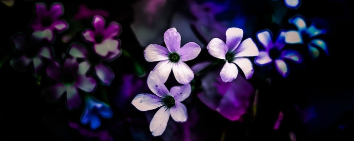 Кислица оксалис