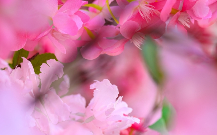 Фотообои цветущая вишня