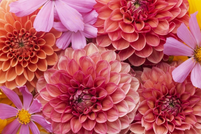 Георгина цветок