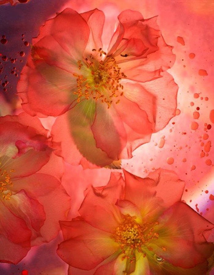 Бежевые цветы