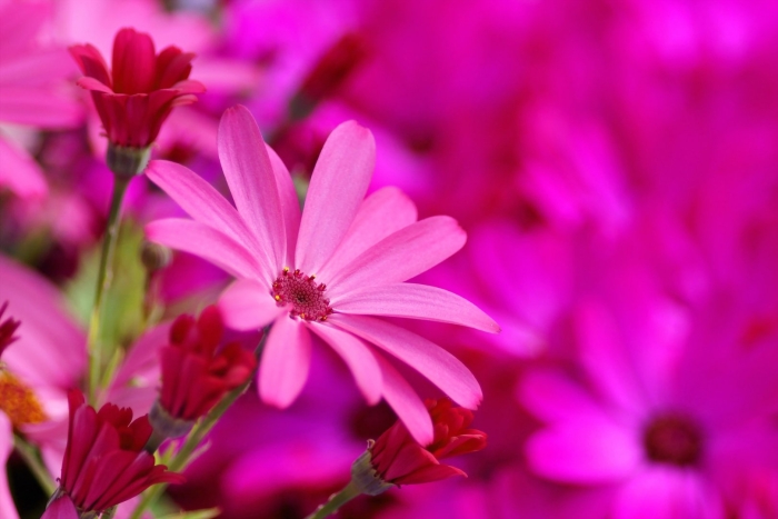 Цветок яркий