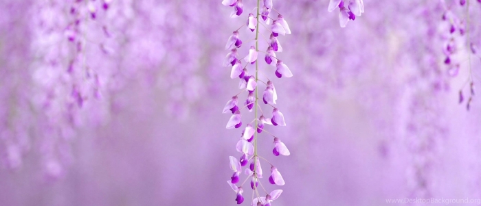 Сиреневый цветок