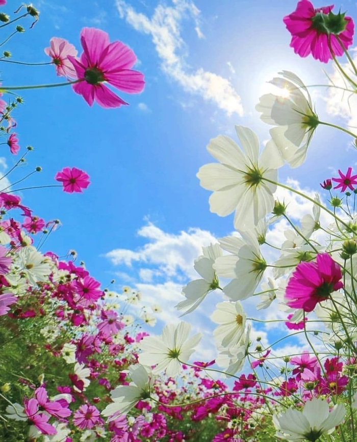 Летние цветы