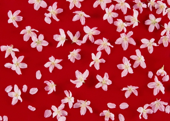 Мелкие цветочки