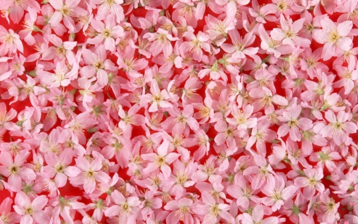 Цветы мелкие