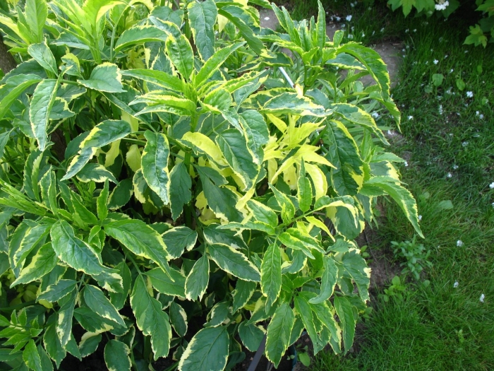 Бузина пестролистная