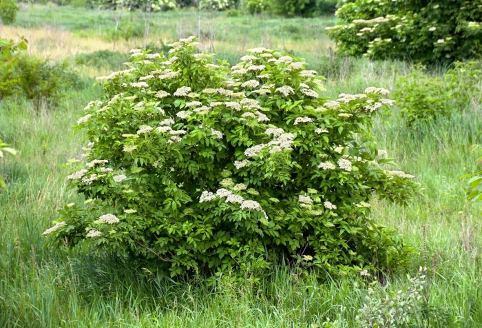 Sambucus nigra