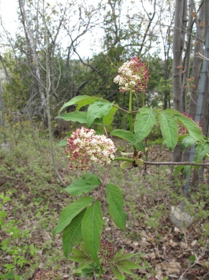 Sambucus racemosa