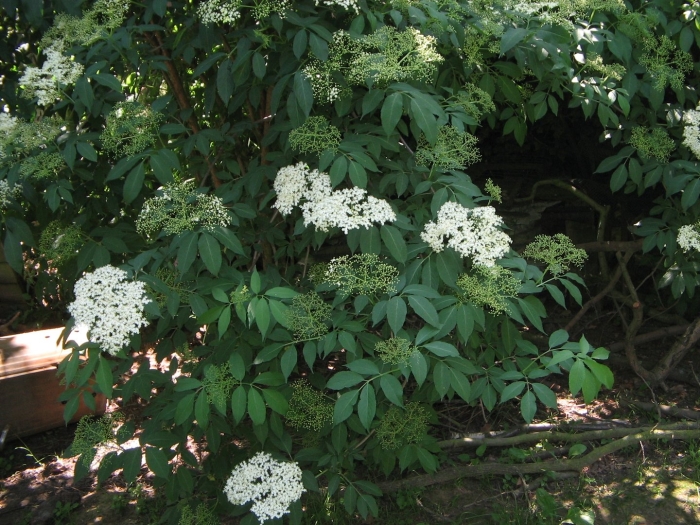 Sambucus canadensis 'acutiloba'