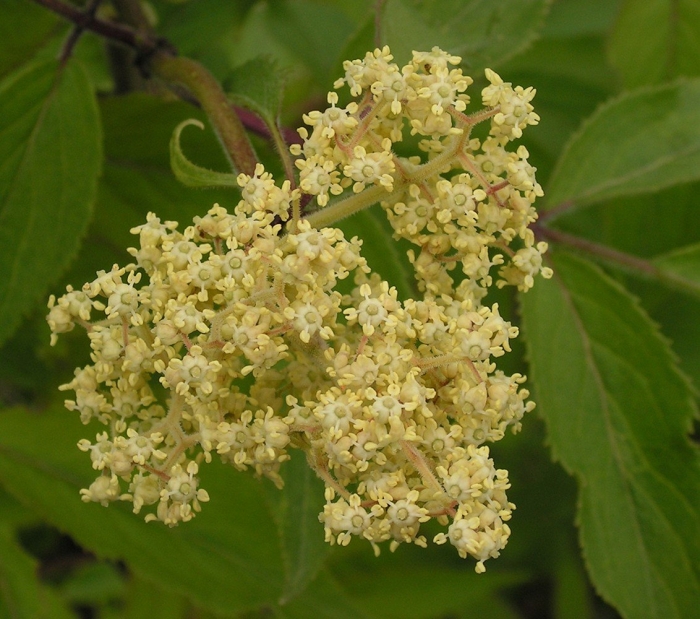 Бузина сибирская sambucus sibirica
