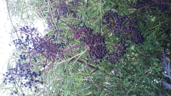 Бузина черная лациниата