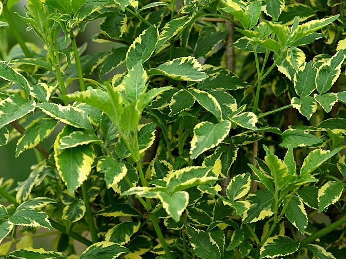 Бузина альба вариегата