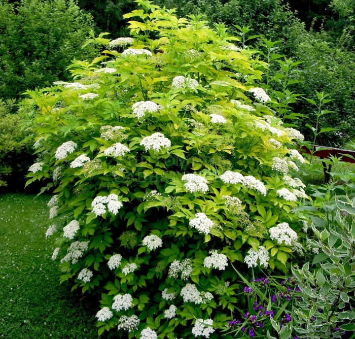 Бузина ауреа лациниата