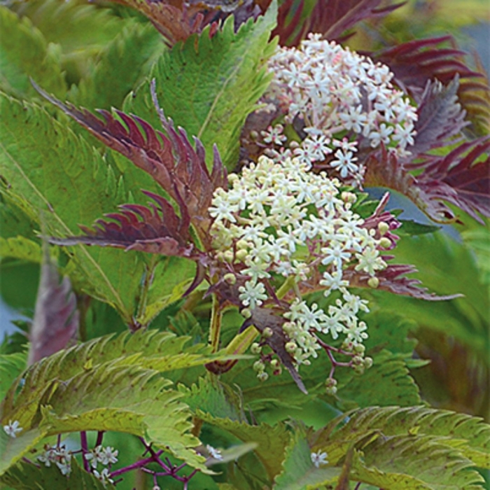 Sambucus nigra serenade