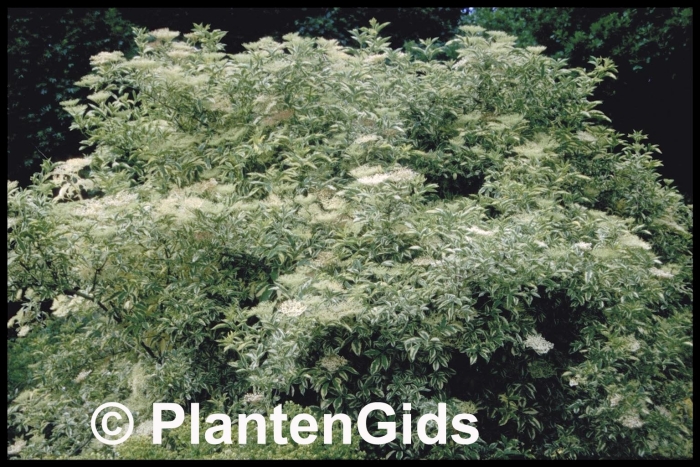 Бузина вариегата