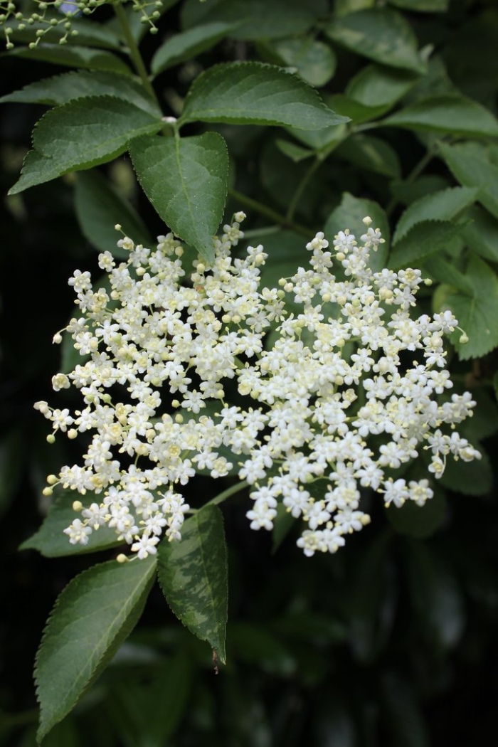 Бузина черная (sambucus nigra)