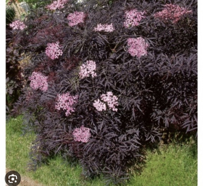 Бузина черная блэк бьюти