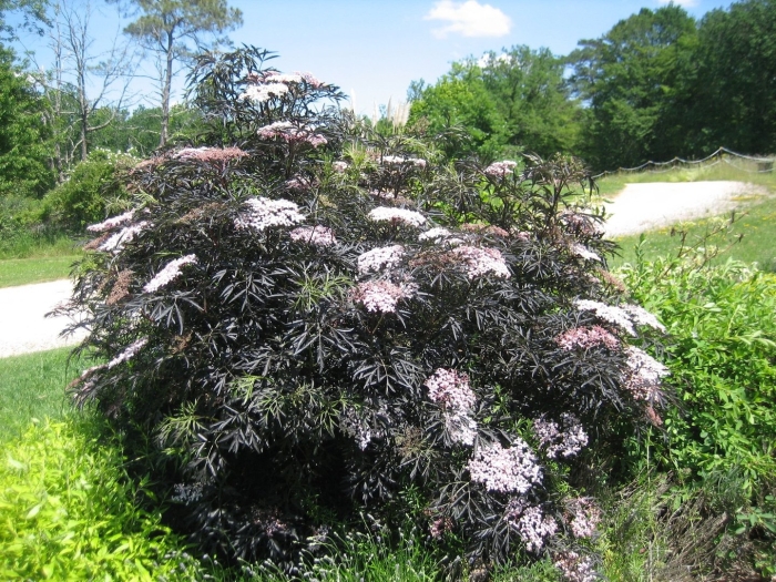 Бузина черная (sambucus nigra)