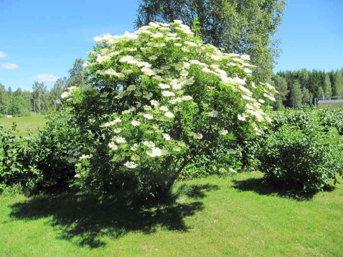 Бузина черная дерево