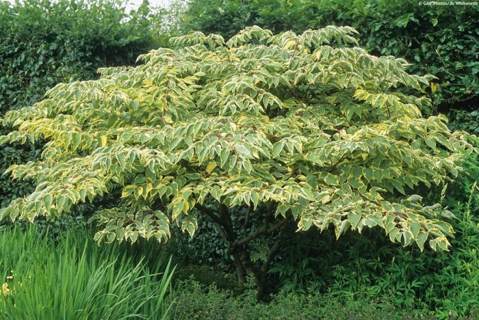 Бузина aureovariegata