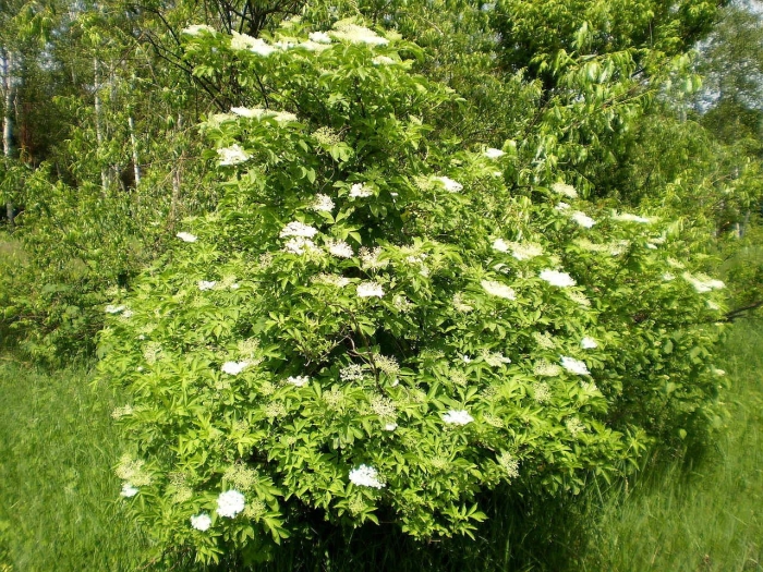 Бузина черная возрождение