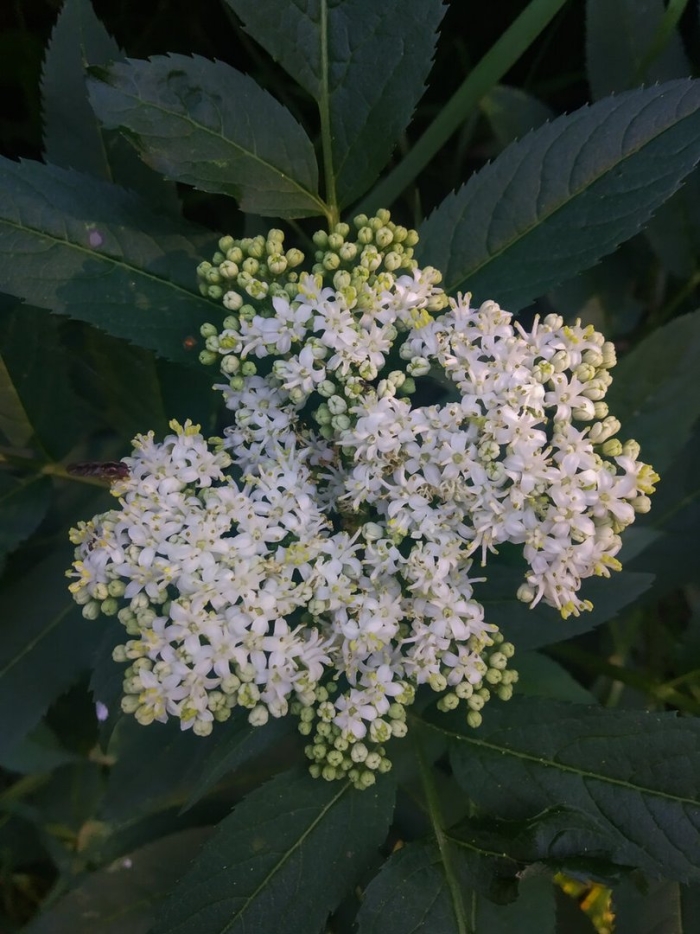 Цветки бузины черной