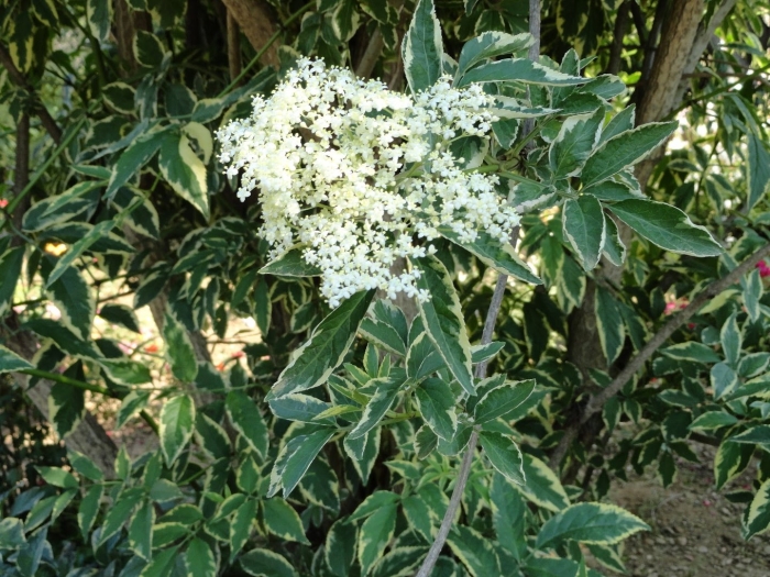 Бузина черная вариегата