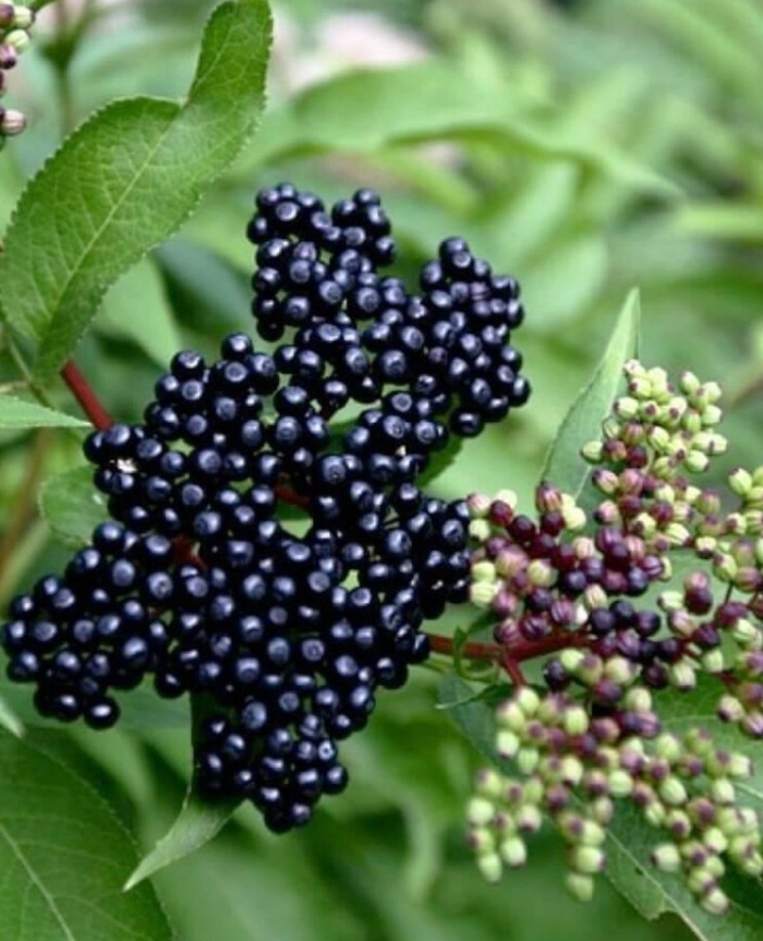 Черная бузина