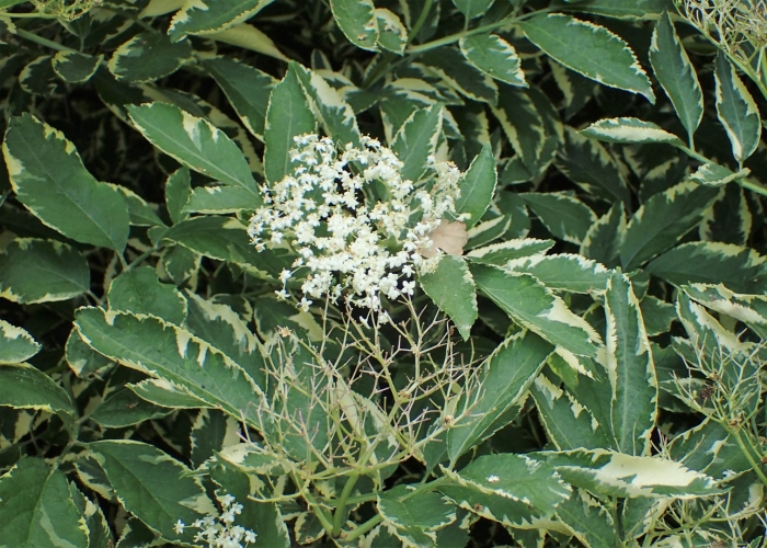 Sambucus nigra madonna