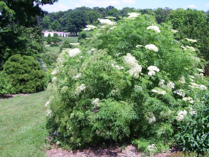 Бузина канадская акутилоба