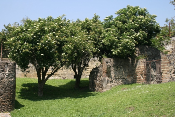 Дерево бузина