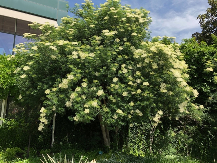 Сирень амурская трескун дерево