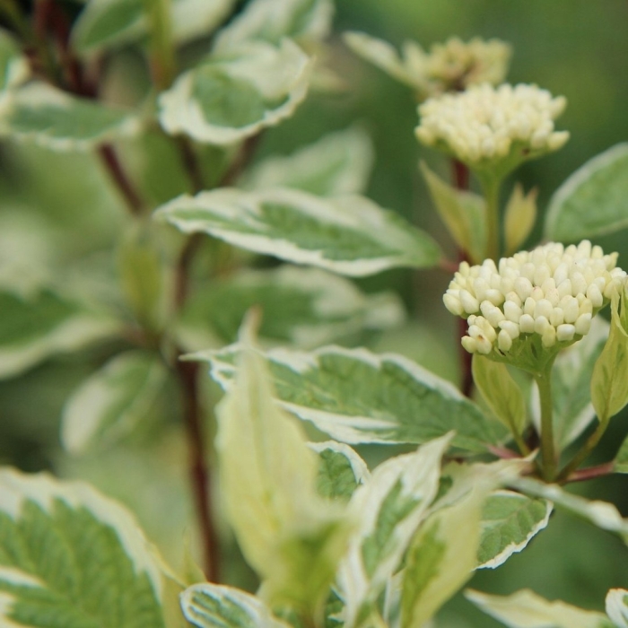 Cornus alba ivory halo