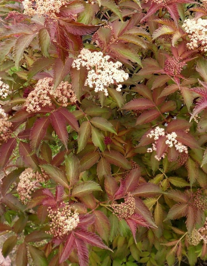 Бузина чёрная sambúcus nígra