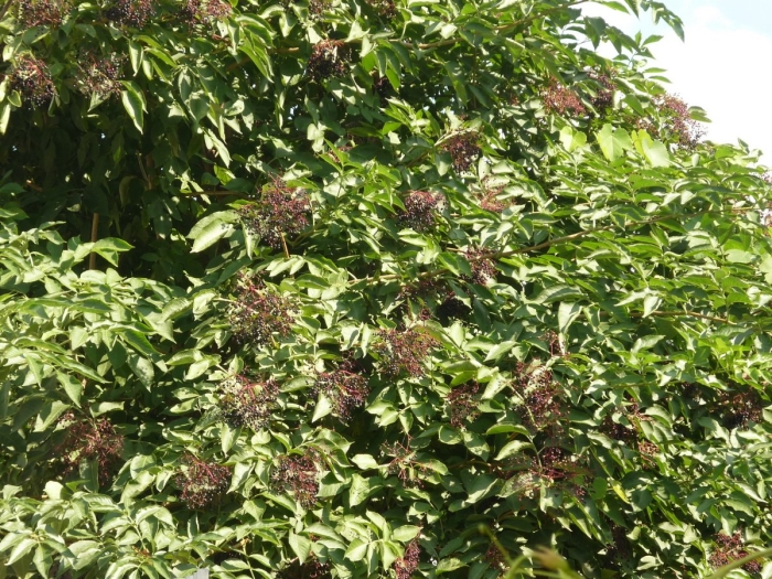 Бузина черная куст